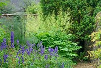 Mixed bed with Aruncus dioicus, aconitum and bronze fennel.  