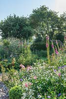 View of country garden with roses, foxgloves, Crambe cordifolia, delphiniums ox eye daisies and astrantias.