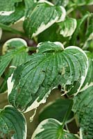 Hail storm damage to Hosta leaves