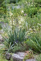 Yucca and Melica ciliata in the gravel garden at Munich Westpark