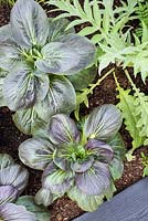 Brassica rapa subsp chinensis - Pak Choi 'Ruby' - RHS Hampton Court  Flower Show 2017, - RHS Kitchen Garden - Designer:Juliet Sargeant - Builder:Sandstone Design