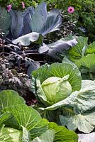 Brassica olercea - White Cabbage 'Samarsh' and Red Cabbage 'Red Drumhead'- RHS Hampton Court  Flower Show 2017, - RHS Kitchen Garden - Designer:Juliet Sargeant - Builder:Sandstone Design
