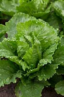 Lettuce 'Sweet Success'