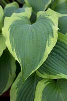 Hosta 'Satisfaction'