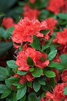Rhododendron 'Mother's Day' AGM