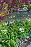 Japanese style garden with sunken circular area with Acer palmatum, ferns, Aquilegia  'Nora Barlow' and Saxifraga urbinum by large pool - 'At One With...A Meditation Garden' - Howle Hill Nursery, RHS Malvern Spring Festival 2017 - Design: Peter Dowle