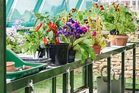 Greenhouse with Flowers and Pepper Plant in pots - Health and Wellbeing Garden - RHS Malvern Spring Festival 2017