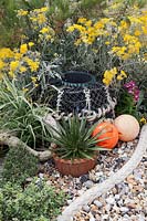 Coastal plants  including Cineraria 'Silver Dust',   decorated with lobster pot, floats and maritime rope. Small Yucca in pot on pebbles.