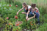 Children picking cherry tomatoes on allotment, canes protected with flower pots as safety measure to avoid eye damage