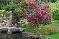 Japanese style pond,  waterfall,Acer 'Bloodgood' underplanted with  Hakonechloa macra by waters edge. Stone outcrops, Lonicera nitida drifts - Brightling Down Farm