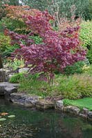Acer 'Bloodgood' underplanted with  Hakonechloa macra  by water edge - Brightling Down Farm