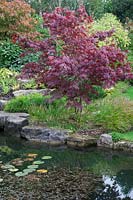 Acer 'Bloodgood' underplanted with Hakonechloa macra by waters edge - Brightling Down Farm
