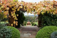 Vitis coignetiae scrambles over pergola with Wiisteria foliage beneath, guarded by large Buxus sempervirens domes. Lotus hirsutus and  Helictotrichon sempervirens - blue oat grass - Brightling Down Farm