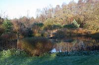 The lower pond with various grasses including  Miscanthus sinensis 'Malepartus'  and Miscanthus sacchariflorus reflected in the late Autumn light. Phlomis russeliana with seedheads edge the water - Brightling Down Farm