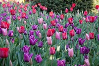 Tulipa 'Daily News' mix, including Tulipa 'Passionale', Tulipa 'Mistress', Tulipa 'Paul Scherer', and Tulipa 'Bastogne' at Arundel Castle, Sussex in spring. Head Gardener: Martin Duncan