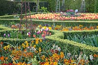 Colourful display of mixed Tulipa and wallflowers in compartments with clipped hedging at Arundel Castle, Sussex in spring. Head Gardener: Martin Duncan