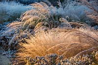 Sporobolus heterolepsis with other grasses at the Milennium Garden at Pensthorpe in Norfolk designed by Piet Oudolf, November.