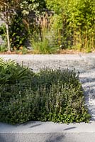 Raised bed with Thymus 'Silver Queen', Salvia officianalis 'Kew Gold'