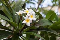 Plumeria rubra