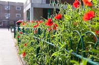 Papaver rhoeas - Poppies wildflower planting, Clapton Park Estate 
