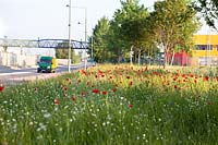 Wildflower planting on roadside in East London