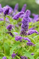 Buddleja 'Black Knight'