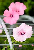 Lavatera 'Beauty Mix'