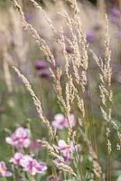 Calamagrostis x acutiflora 'Karl Foerster' and Anemone x hybrida 'Konigen Charlotte' in autumn