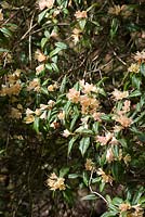 Rhododendron 'Caerhays Crossbill'  - spinuliferum x lutescens - Caerhays hybrid