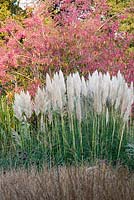 Cortaderia 'Sunningdale Silver' with Euonymus 'Verity' behind