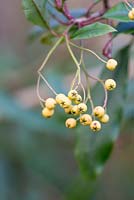Berries of Photinia davidiana 'Fructu Luteo'