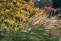 Parrotia persica - Persian ironwood with Pennisetum macrourum - African Feather Grass 