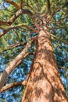 Sequoiadendron giganteum