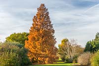 Metasequoia glyptostroboides