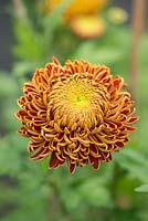 Chrysanthemum 'Jaynes Joy'