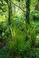 Polystichum setiferum - Soft Shield Fern in shady early summer woodland