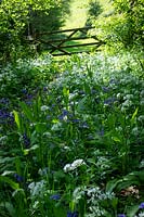 Overgrown country lane with early summer flowers, Allium ursinum- Wild garlic and Hyacinthoides non-scripta - Bluebells