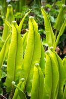 Aspleniun scolopendrium - Hart's Tongue Fern, new foliage