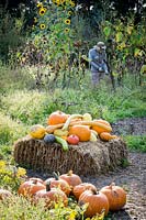 Cucurbita - Squash and pumpkins in autumnal vegetable garden with scarecrow 