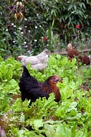 Hens in urban back garden eating lettuce
