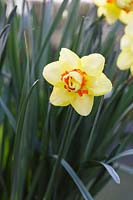 Narcissus Tahiti - Daffodil, March