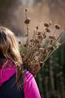 Cutting back Phlomis in early spring, carrying pruned material.