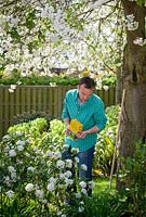 Feeding a Viburnum with granular fertiliser in spring, April