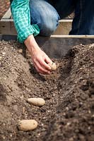 Planting out Solanum tuberosum - Potatoes in trench, April