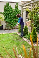 Sowing seed to repair bare patches on lawn, April