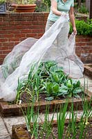 Protecting a vegetable bed of garlic and cabbages with netting, May