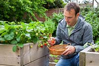 Harvesting strawberries from a raised bed into a wicker basket - Fragaria x ananassa