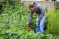 Harvesting broad beans -Vicia faba