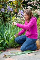 Deadheading Iris'