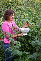 Picking Raspberries into colander, September
